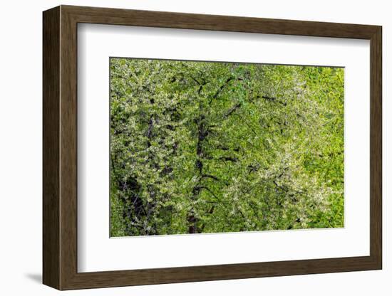 USA, Washington State, Pacific Northwest, Fall City.Flowering wild Cherry amongst Cottonwood trees-Sylvia Gulin-Framed Photographic Print