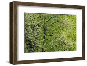 USA, Washington State, Pacific Northwest, Fall City.Flowering wild Cherry amongst Cottonwood trees-Sylvia Gulin-Framed Photographic Print