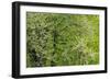 USA, Washington State, Pacific Northwest, Fall City.Flowering wild Cherry amongst Cottonwood trees-Sylvia Gulin-Framed Photographic Print