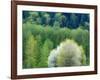 USA, Washington State, Pacific Northwest, Fall City.Flowering wild Cherry amongst Cottonwood trees-Sylvia Gulin-Framed Photographic Print