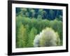 USA, Washington State, Pacific Northwest, Fall City.Flowering wild Cherry amongst Cottonwood trees-Sylvia Gulin-Framed Photographic Print