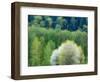 USA, Washington State, Pacific Northwest, Fall City.Flowering wild Cherry amongst Cottonwood trees-Sylvia Gulin-Framed Photographic Print