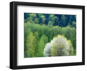 USA, Washington State, Pacific Northwest, Fall City.Flowering wild Cherry amongst Cottonwood trees-Sylvia Gulin-Framed Photographic Print