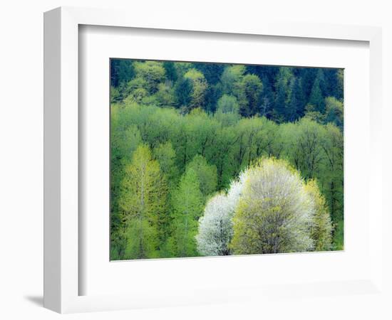 USA, Washington State, Pacific Northwest, Fall City.Flowering wild Cherry amongst Cottonwood trees-Sylvia Gulin-Framed Photographic Print