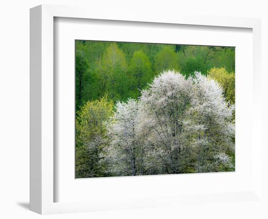 USA, Washington State, Pacific Northwest, Fall City.Flowering wild Cherry amongst Cottonwood trees-Sylvia Gulin-Framed Photographic Print