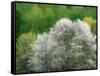 USA, Washington State, Pacific Northwest, Fall City.Flowering wild Cherry amongst Cottonwood trees-Sylvia Gulin-Framed Stretched Canvas