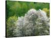 USA, Washington State, Pacific Northwest, Fall City.Flowering wild Cherry amongst Cottonwood trees-Sylvia Gulin-Stretched Canvas