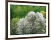 USA, Washington State, Pacific Northwest, Fall City.Flowering wild Cherry amongst Cottonwood trees-Sylvia Gulin-Framed Photographic Print