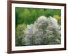 USA, Washington State, Pacific Northwest, Fall City.Flowering wild Cherry amongst Cottonwood trees-Sylvia Gulin-Framed Photographic Print