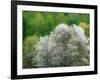 USA, Washington State, Pacific Northwest, Fall City.Flowering wild Cherry amongst Cottonwood trees-Sylvia Gulin-Framed Photographic Print