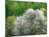 USA, Washington State, Pacific Northwest, Fall City.Flowering wild Cherry amongst Cottonwood trees-Sylvia Gulin-Mounted Photographic Print