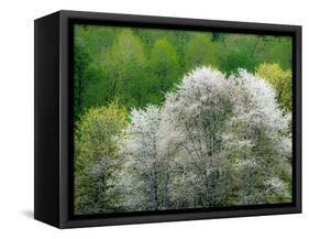 USA, Washington State, Pacific Northwest, Fall City.Flowering wild Cherry amongst Cottonwood trees-Sylvia Gulin-Framed Stretched Canvas