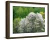 USA, Washington State, Pacific Northwest, Fall City.Flowering wild Cherry amongst Cottonwood trees-Sylvia Gulin-Framed Photographic Print