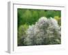 USA, Washington State, Pacific Northwest, Fall City.Flowering wild Cherry amongst Cottonwood trees-Sylvia Gulin-Framed Photographic Print