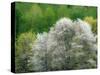 USA, Washington State, Pacific Northwest, Fall City.Flowering wild Cherry amongst Cottonwood trees-Sylvia Gulin-Stretched Canvas