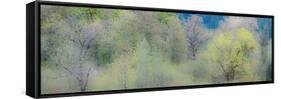 USA, Washington State, Pacific Northwest, Fall City springtime and Cottonwood trees budding out-Sylvia Gulin-Framed Stretched Canvas