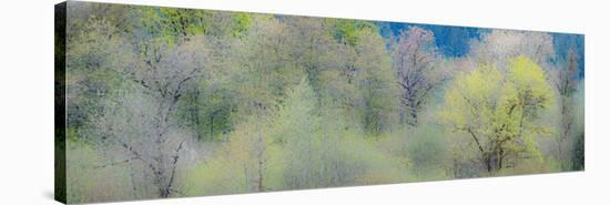 USA, Washington State, Pacific Northwest, Fall City springtime and Cottonwood trees budding out-Sylvia Gulin-Stretched Canvas