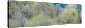 USA, Washington State, Pacific Northwest, Fall City springtime and Cottonwood trees budding out-Sylvia Gulin-Stretched Canvas