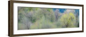 USA, Washington State, Pacific Northwest, Fall City springtime and Cottonwood trees budding out-Sylvia Gulin-Framed Photographic Print