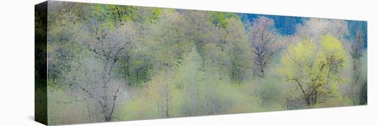 USA, Washington State, Pacific Northwest, Fall City springtime and Cottonwood trees budding out-Sylvia Gulin-Stretched Canvas