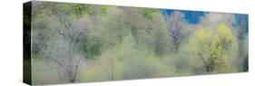 USA, Washington State, Pacific Northwest, Fall City springtime and Cottonwood trees budding out-Sylvia Gulin-Stretched Canvas