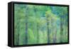 USA, Washington State, Pacific Northwest Preston and just leafing out Cottonwoods-Sylvia Gulin-Framed Stretched Canvas