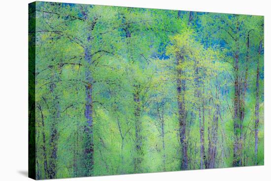 USA, Washington State, Pacific Northwest Preston and just leafing out Cottonwoods-Sylvia Gulin-Stretched Canvas