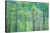 USA, Washington State, Pacific Northwest Preston and just leafing out Cottonwoods-Sylvia Gulin-Stretched Canvas