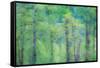 USA, Washington State, Pacific Northwest Preston and just leafing out Cottonwoods-Sylvia Gulin-Framed Stretched Canvas