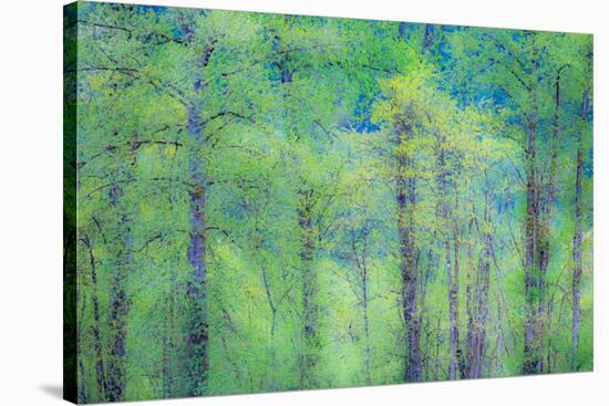 USA, Washington State, Pacific Northwest Preston and just leafing out Cottonwoods-Sylvia Gulin-Stretched Canvas