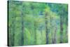 USA, Washington State, Pacific Northwest Preston and just leafing out Cottonwoods-Sylvia Gulin-Stretched Canvas