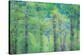 USA, Washington State, Pacific Northwest Preston and just leafing out Cottonwoods-Sylvia Gulin-Stretched Canvas