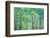 USA, Washington State, Pacific Northwest Preston and just leafing out Cottonwoods-Sylvia Gulin-Framed Photographic Print