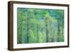 USA, Washington State, Pacific Northwest Preston and just leafing out Cottonwoods-Sylvia Gulin-Framed Photographic Print