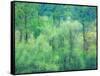 USA, Washington State, Pacific Northwest Preston and just leafing out Cottonwoods-Sylvia Gulin-Framed Stretched Canvas