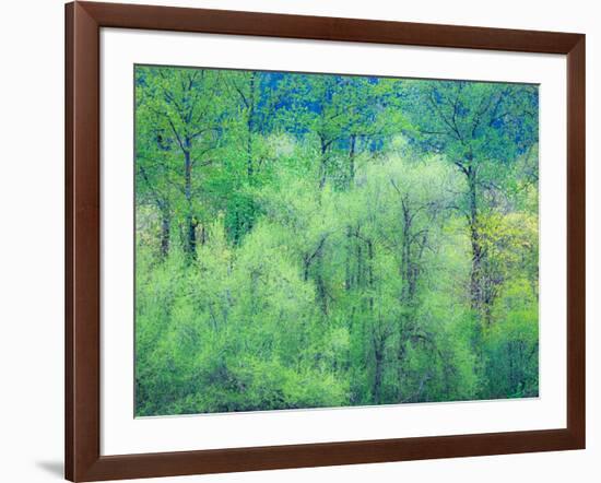 USA, Washington State, Pacific Northwest Preston and just leafing out Cottonwoods-Sylvia Gulin-Framed Photographic Print