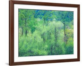 USA, Washington State, Pacific Northwest Preston and just leafing out Cottonwoods-Sylvia Gulin-Framed Photographic Print