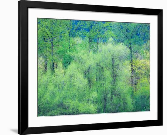 USA, Washington State, Pacific Northwest Preston and just leafing out Cottonwoods-Sylvia Gulin-Framed Photographic Print