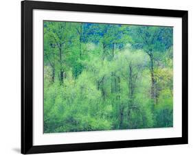 USA, Washington State, Pacific Northwest Preston and just leafing out Cottonwoods-Sylvia Gulin-Framed Photographic Print