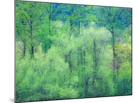 USA, Washington State, Pacific Northwest Preston and just leafing out Cottonwoods-Sylvia Gulin-Mounted Photographic Print