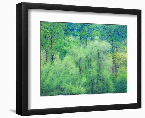 USA, Washington State, Pacific Northwest Preston and just leafing out Cottonwoods-Sylvia Gulin-Framed Photographic Print