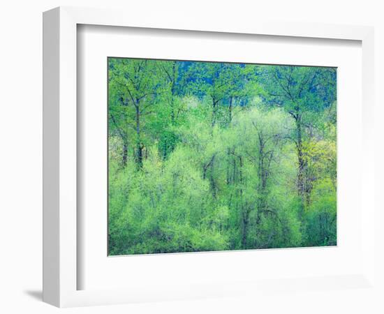 USA, Washington State, Pacific Northwest Preston and just leafing out Cottonwoods-Sylvia Gulin-Framed Photographic Print