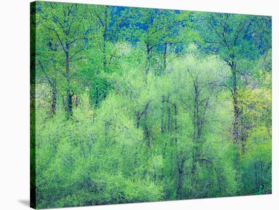 USA, Washington State, Pacific Northwest Preston and just leafing out Cottonwoods-Sylvia Gulin-Stretched Canvas