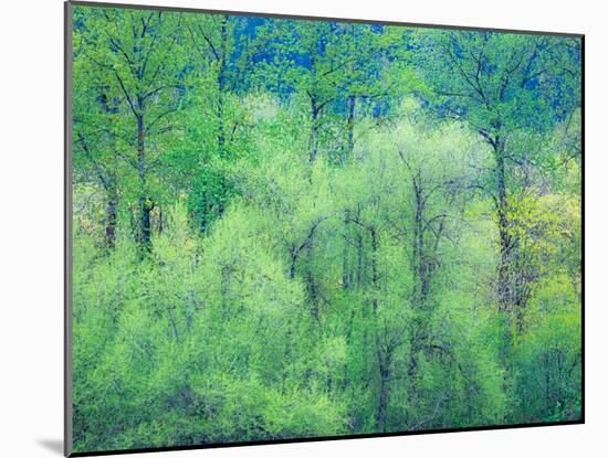 USA, Washington State, Pacific Northwest Preston and just leafing out Cottonwoods-Sylvia Gulin-Mounted Photographic Print