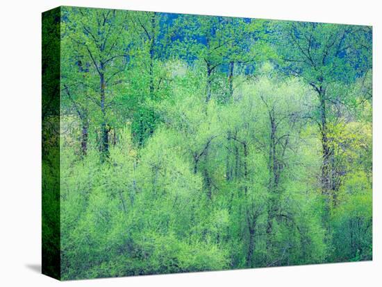 USA, Washington State, Pacific Northwest Preston and just leafing out Cottonwoods-Sylvia Gulin-Stretched Canvas