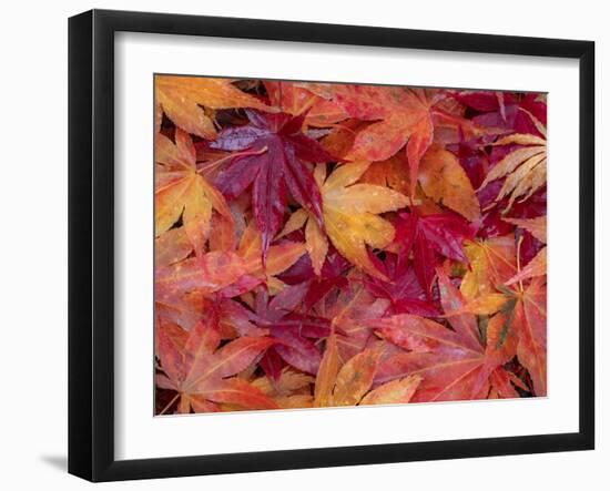 USA, Washington State, Pacific Northwest, Sammamish and red Japanese Maple leaves fallen on ground-Sylvia Gulin-Framed Photographic Print