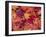 USA, Washington State, Pacific Northwest, Sammamish and red Japanese Maple leaves fallen on ground-Sylvia Gulin-Framed Photographic Print