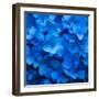 USA, Washington State, Pacific Northwest, Sammamish blue Hydrangea in our garden-Sylvia Gulin-Framed Photographic Print