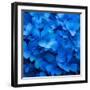 USA, Washington State, Pacific Northwest, Sammamish blue Hydrangea in our garden-Sylvia Gulin-Framed Photographic Print