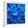 USA, Washington State, Pacific Northwest, Sammamish blue Hydrangea in our garden-Sylvia Gulin-Framed Photographic Print